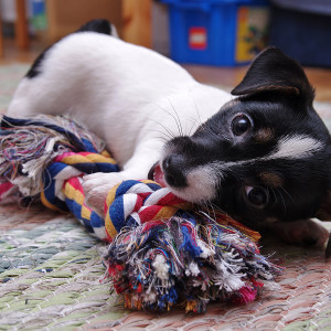 jrt_006