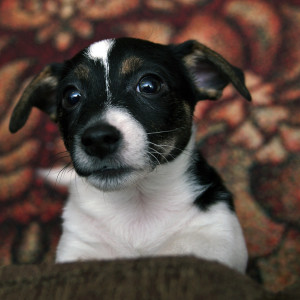 jrt_017