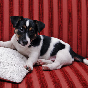 jrt_049