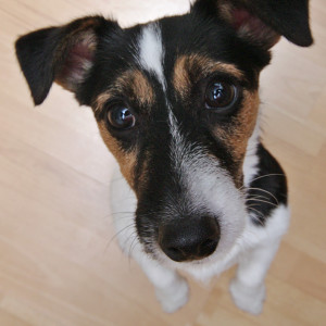 jrt_100