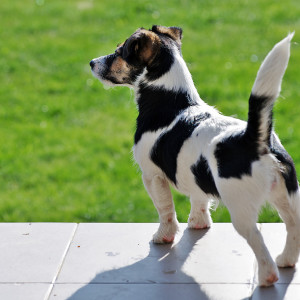 jrt_131