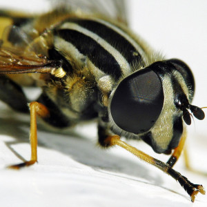 macro_0001