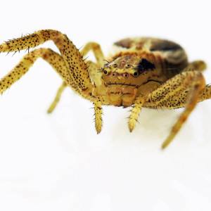 macro_0003