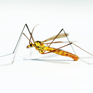 macro_0013