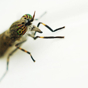 macro_0020