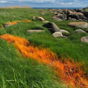 naissaargrass_01