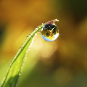 springmorning